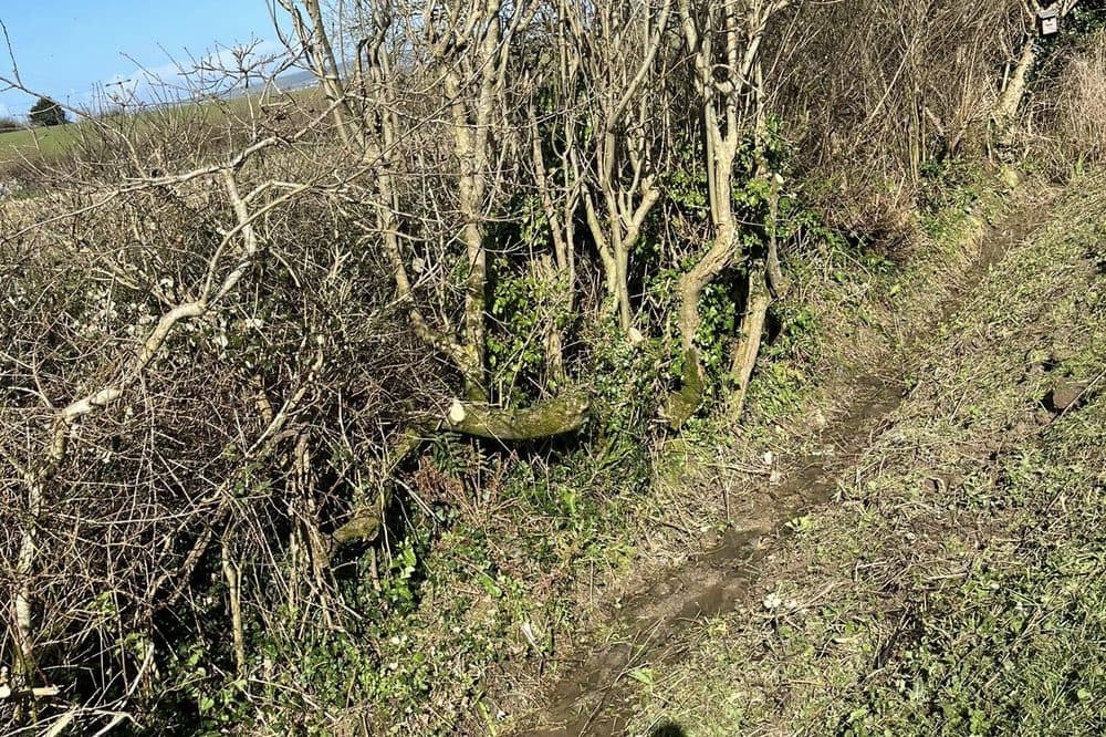 After: cleared path through the area, ground reopened for access